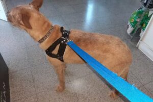 Veterinaria Dra. Marisa Nulhem