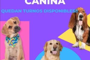 Veterinaria Dra. Natalia Antonelli – Peluquería Canina