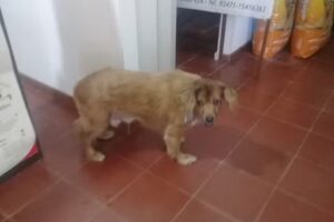 Veterinaria Dra. Peralta.