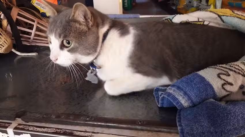 Veterinaria Dra Rut Machado