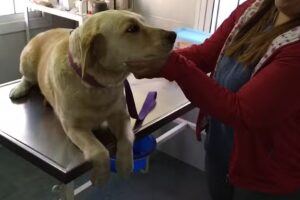 Veterinaría Drummond domicilios