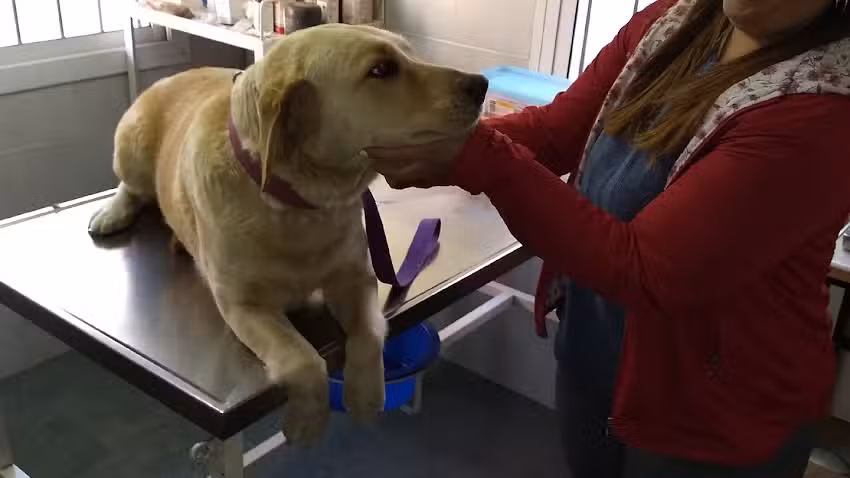 Veterinar&iacute;a Drummond domicilios