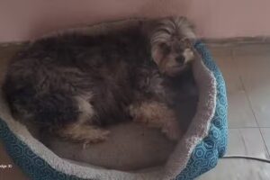 Veterinaria El Alem&aacute;n