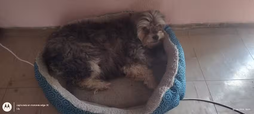 Veterinaria El Alem&aacute;n