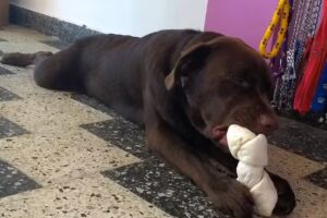 Veterinaria El Badajo