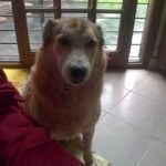 Veterinaria El Bagual