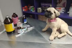 Veterinaria El Bagual