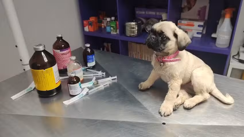 Veterinaria El Bagual