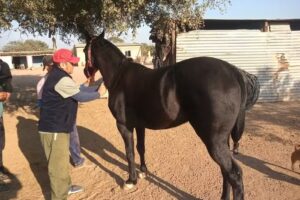 Veterinaria El Bagual