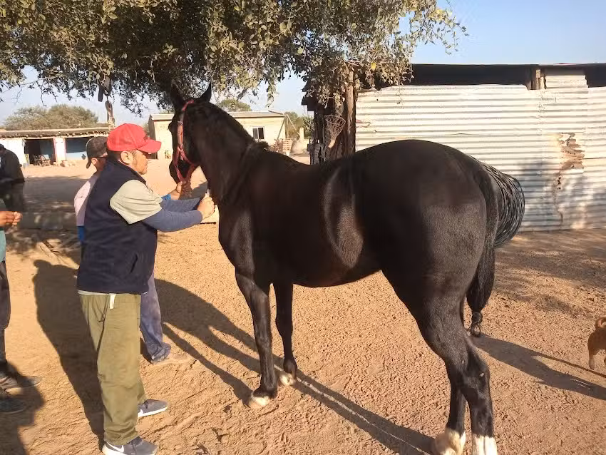 Veterinaria El Bagual