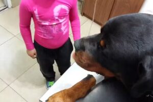 Veterinaria El Bigua