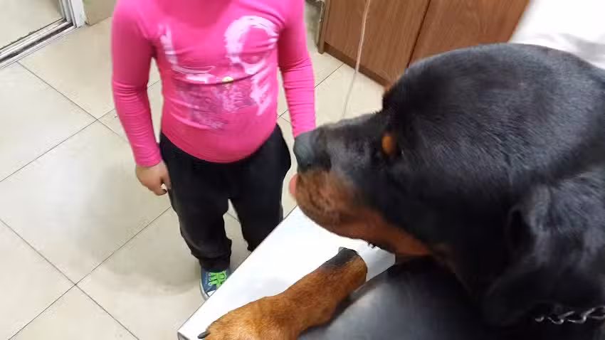 Veterinaria El Bigua