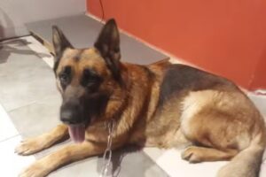 Veterinaria El Camino