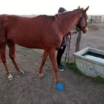 Veterinaria El Ceibo