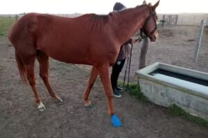 Veterinaria El Ceibo