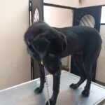 Veterinaria El C&oacute;ndor