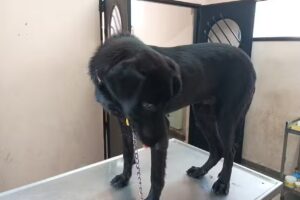 Veterinaria El C&oacute;ndor