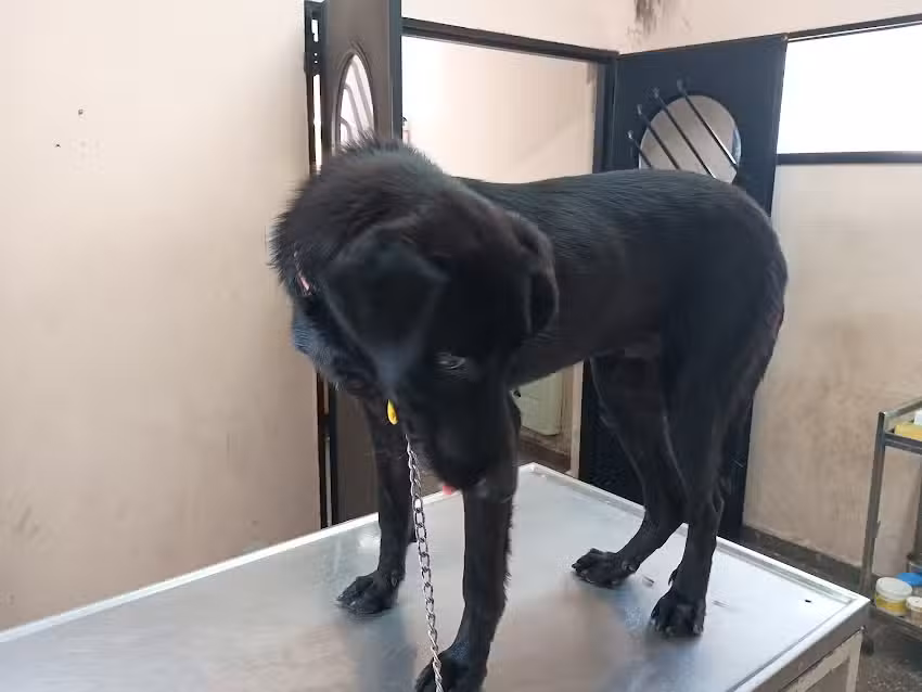 Veterinaria El C&oacute;ndor