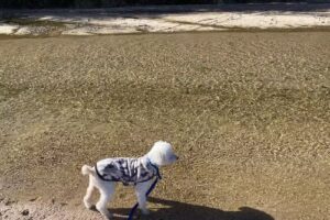 Veterinaria El Condor