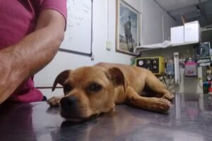 Veterinaria &ldquo;El Coyote&rdquo;