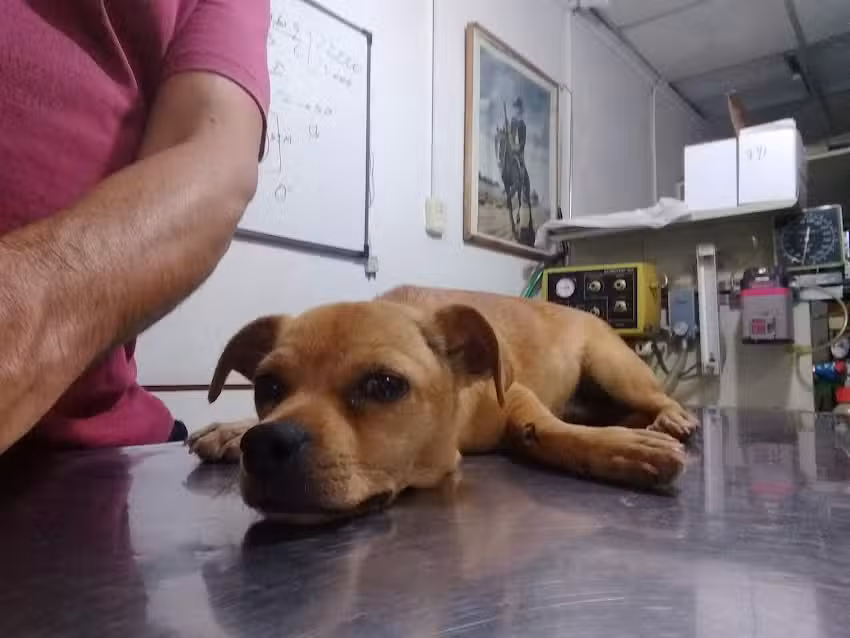 Veterinaria &ldquo;El Coyote&rdquo;