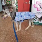 Veterinaria El Estribo