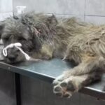 Veterinaria El Fauno