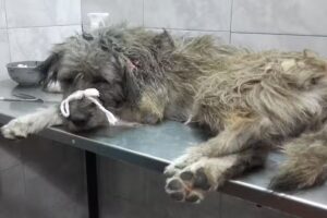 Veterinaria El Fauno