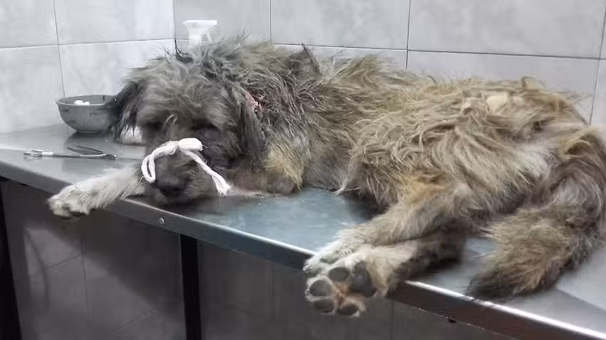 Veterinaria El Fauno