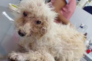 Veterinaria &ldquo;El Gateado&rdquo;