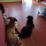 Veterinaria El Hornero