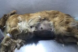 Veterinaria El Jagua