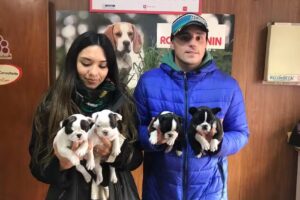 Veterinaria El Maiten