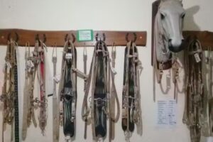 Veterinaria El Orejano