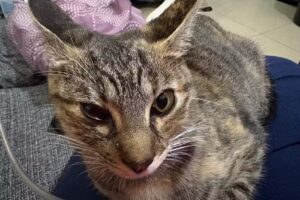 Veterinaria El Perro Albino