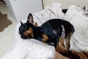 Veterinaria &ldquo;El Pial&rdquo;