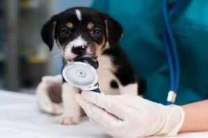 Veterinaria El Po&ntilde;aco