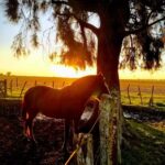 Veterinaria el Potro