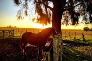 Veterinaria el Potro