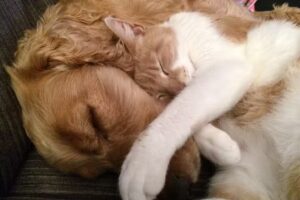 Veterinaria El Rey de la Casa