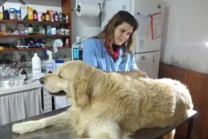 Veterinaria El Rodeo