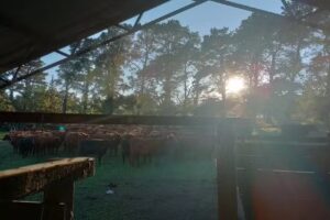 Veterinaria El Tajamar