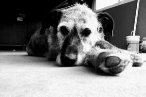 Veterinaria El Tata Bevans