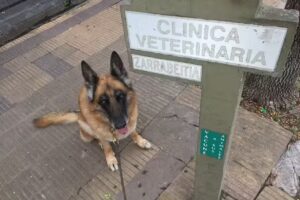 Veterinaria el Vasco