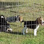 Veterinaria el Zapador