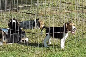 Veterinaria el Zapador