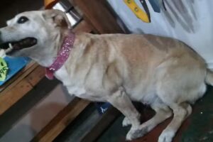 Veterinaria Entre Bichos