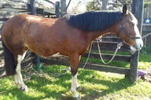 Veterinaria Epona&rsquo;s Lodge .Fisioterapia y Rehabilitacion Veterinaria