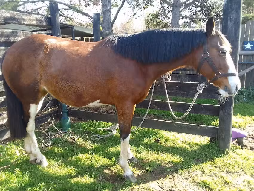 Veterinaria Epona&rsquo;s Lodge .Fisioterapia y Rehabilitacion Veterinaria