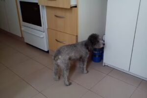 Veterinaria Ernesto Kot